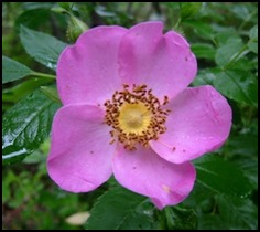 Rosa rugosa